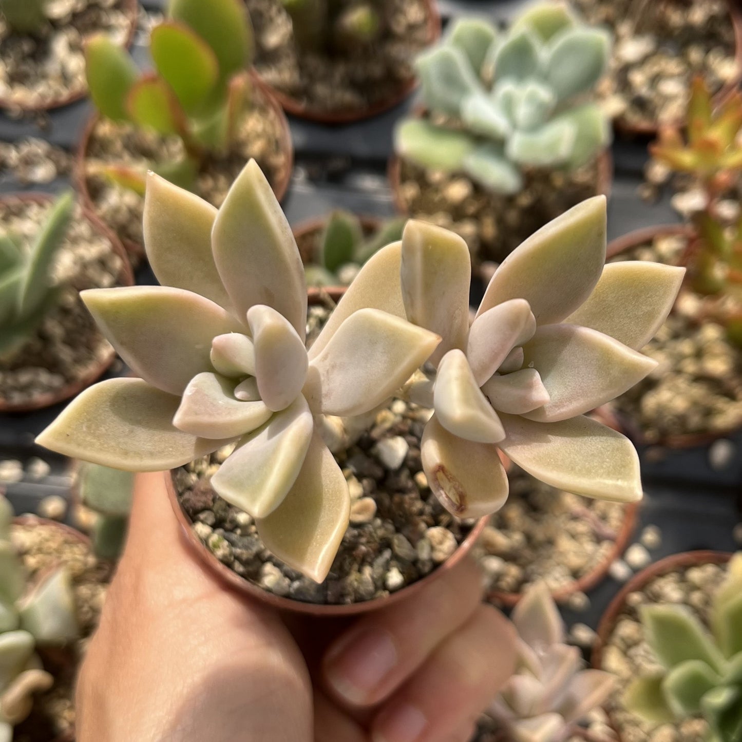 Graptopetalum paraguayense Mini