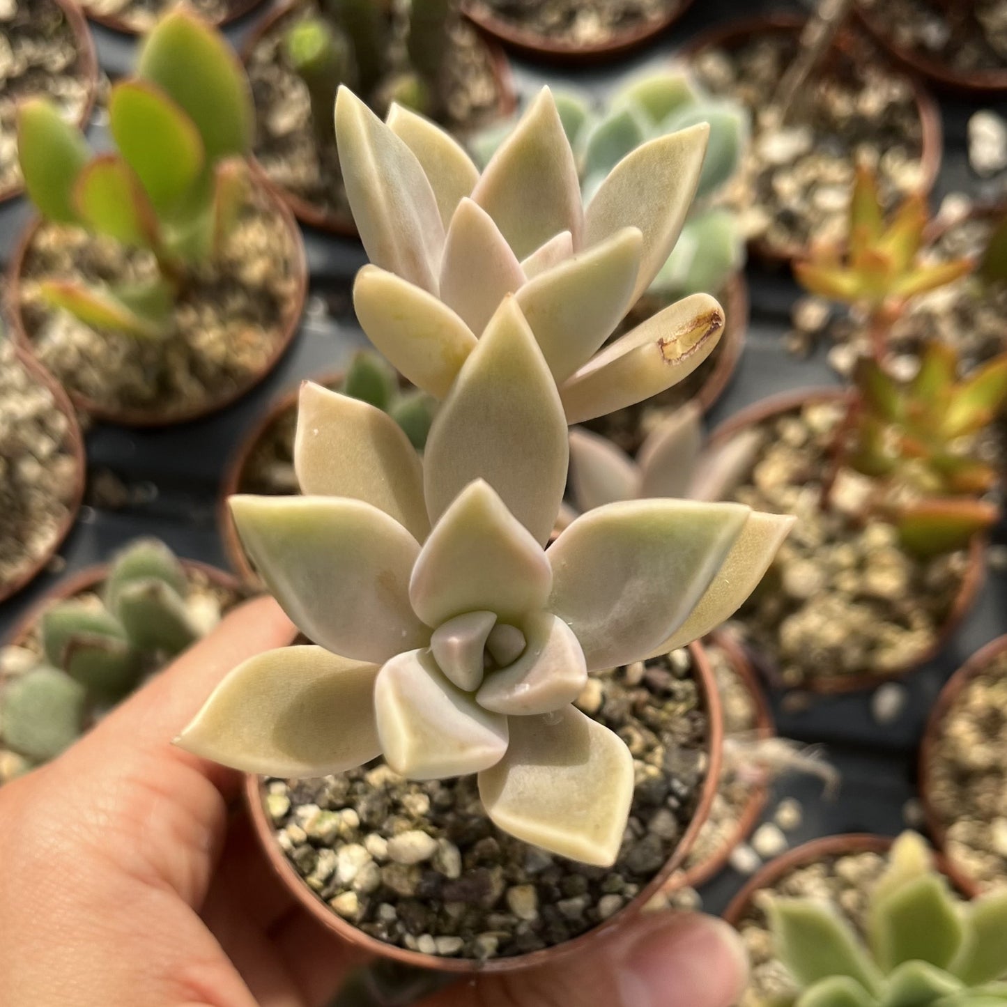 Graptopetalum paraguayense Mini