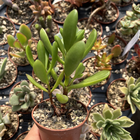 Crassula Mini