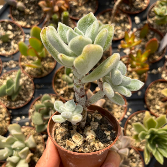 Echeveria pulvinata 'Frosty' Mini