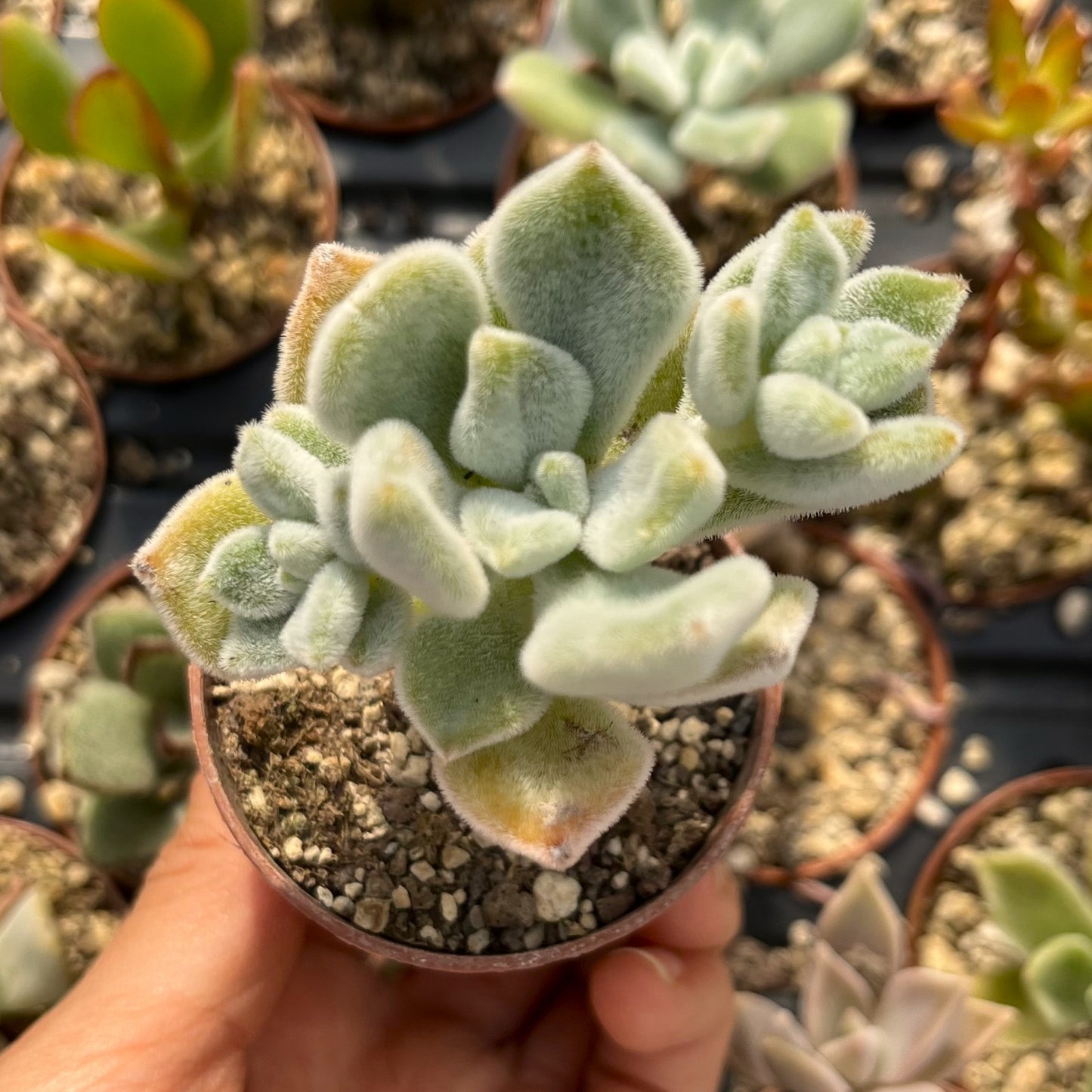 Echeveria pulvinata 'Frosty' Mini