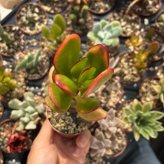 Crassula ovata Mini