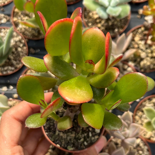 Crassula ovata Gruppe Mini