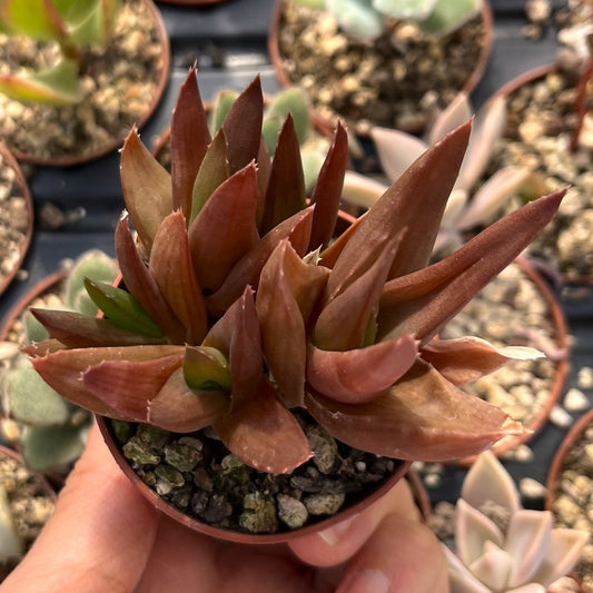 Aloe 'Black Gem' Mini