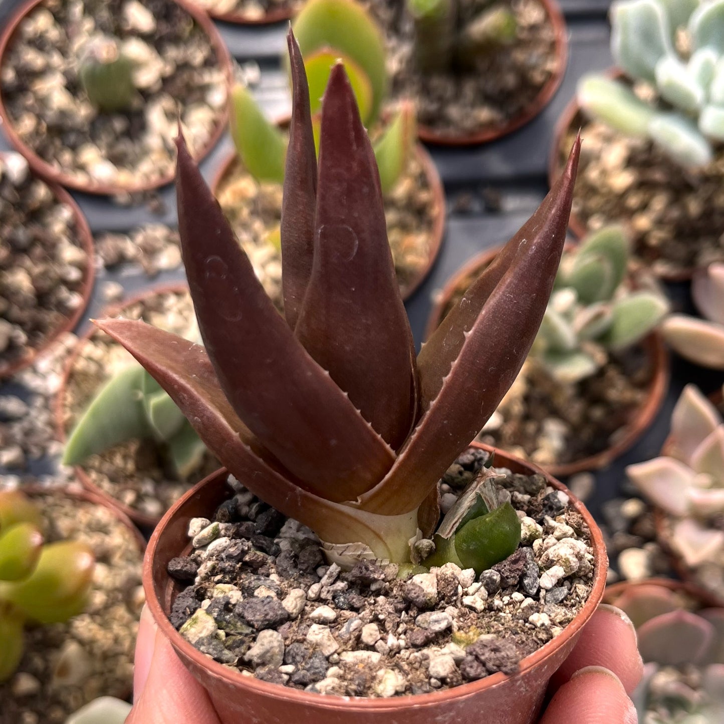 Aloe 'Black Gem' Mini