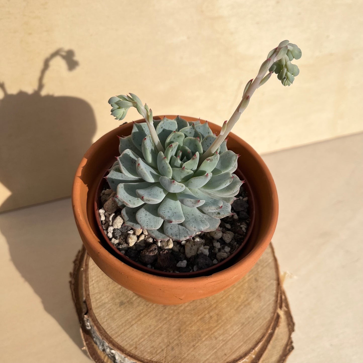 Echeveria minima Einzelstück