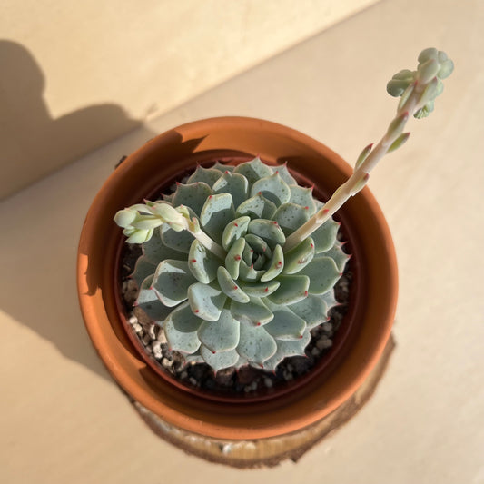 Echeveria minima Einzelstück
