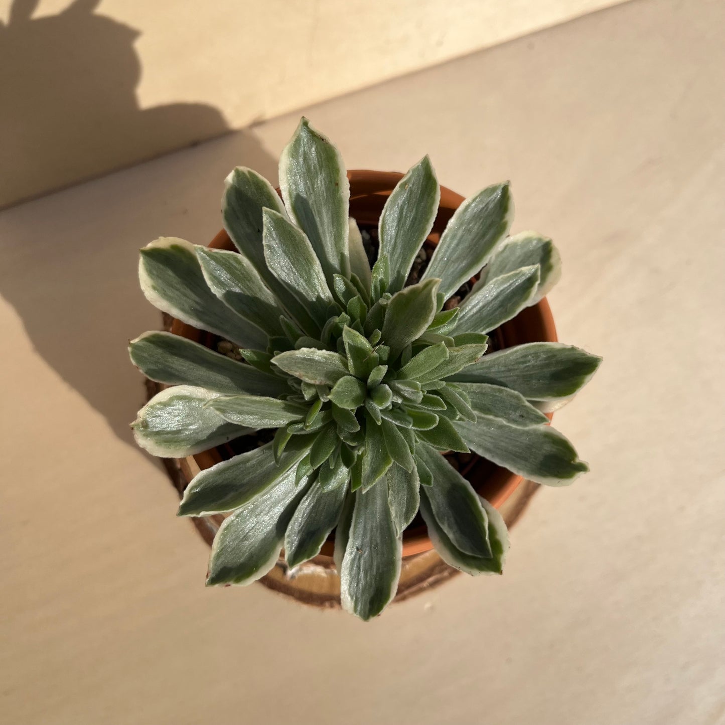 Aeonium goochiae ballerina Einzelstück