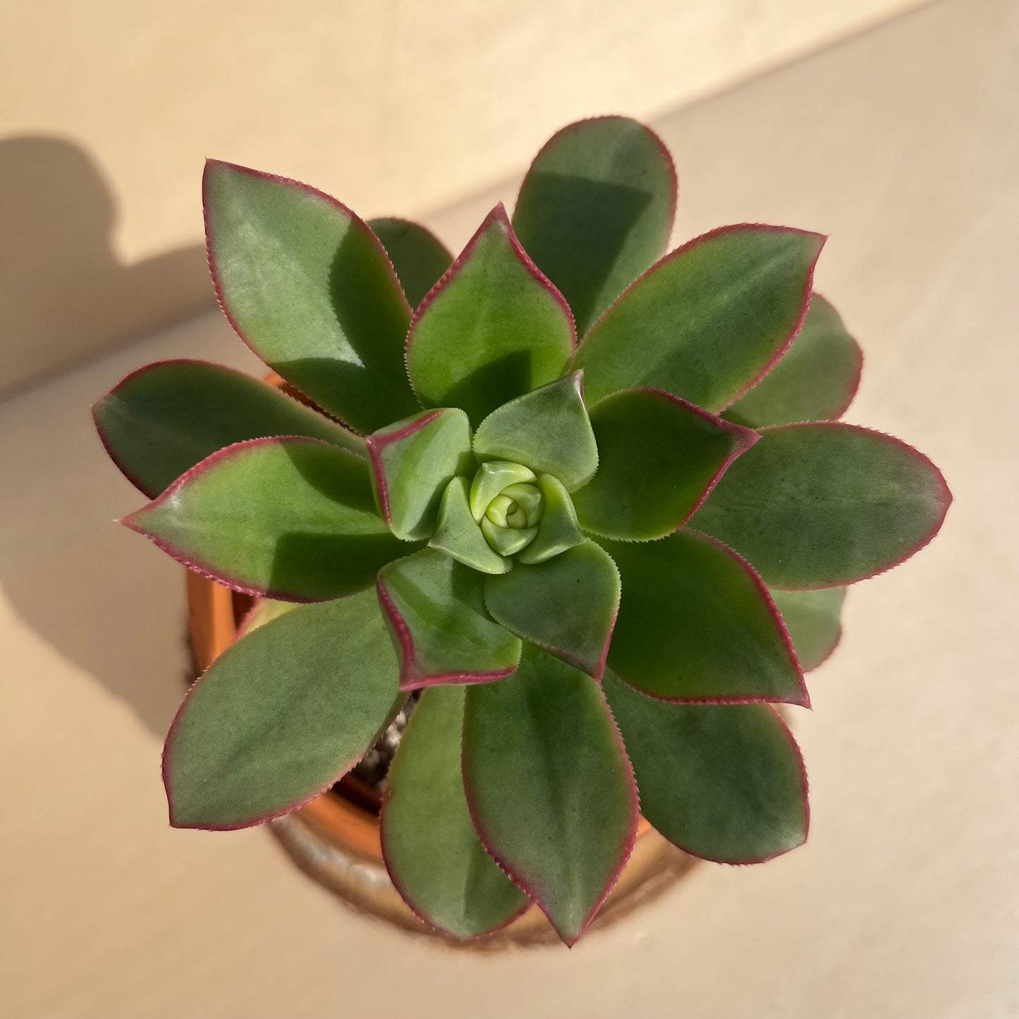 Aeonium Einzelstück