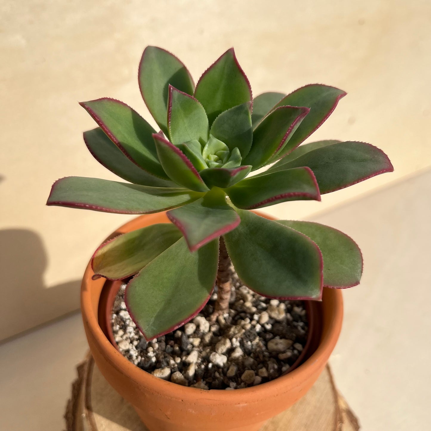 Aeonium Einzelstück