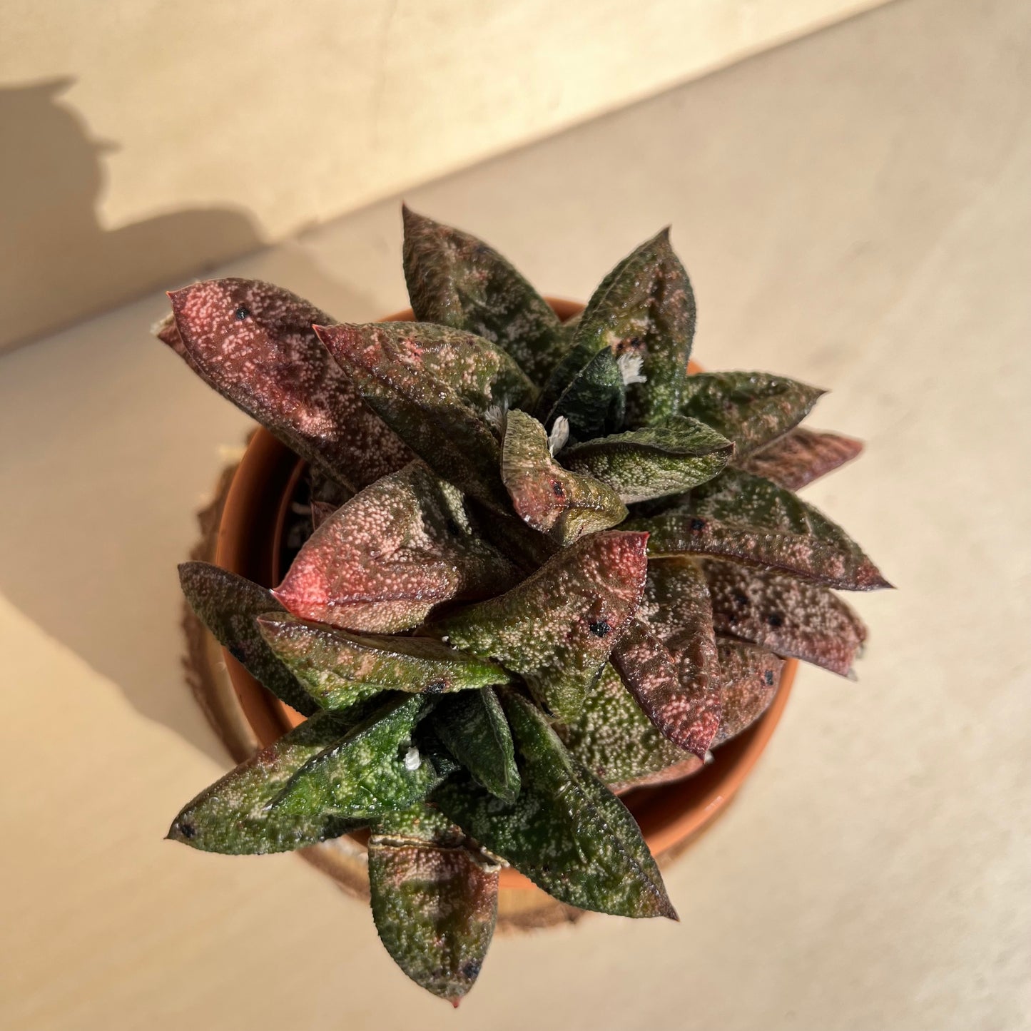 Gasteria batesiana Einzelstück