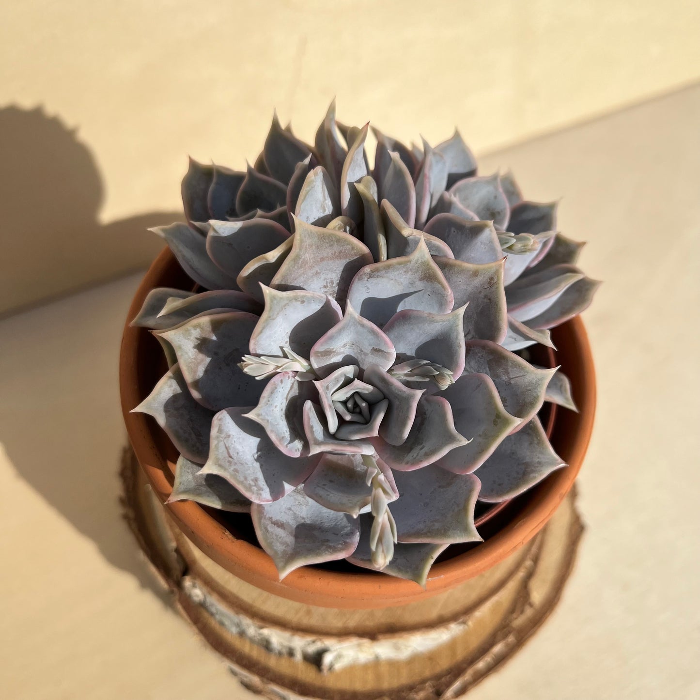 Echeveria lilacina Einzelstück