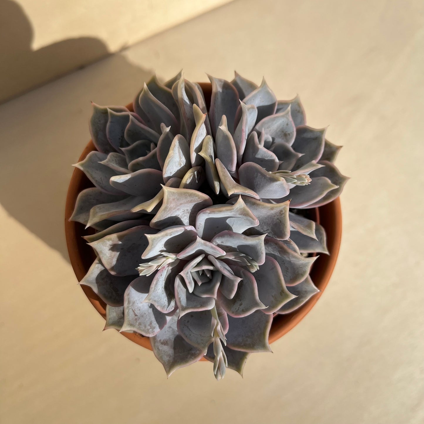 Echeveria lilacina Einzelstück