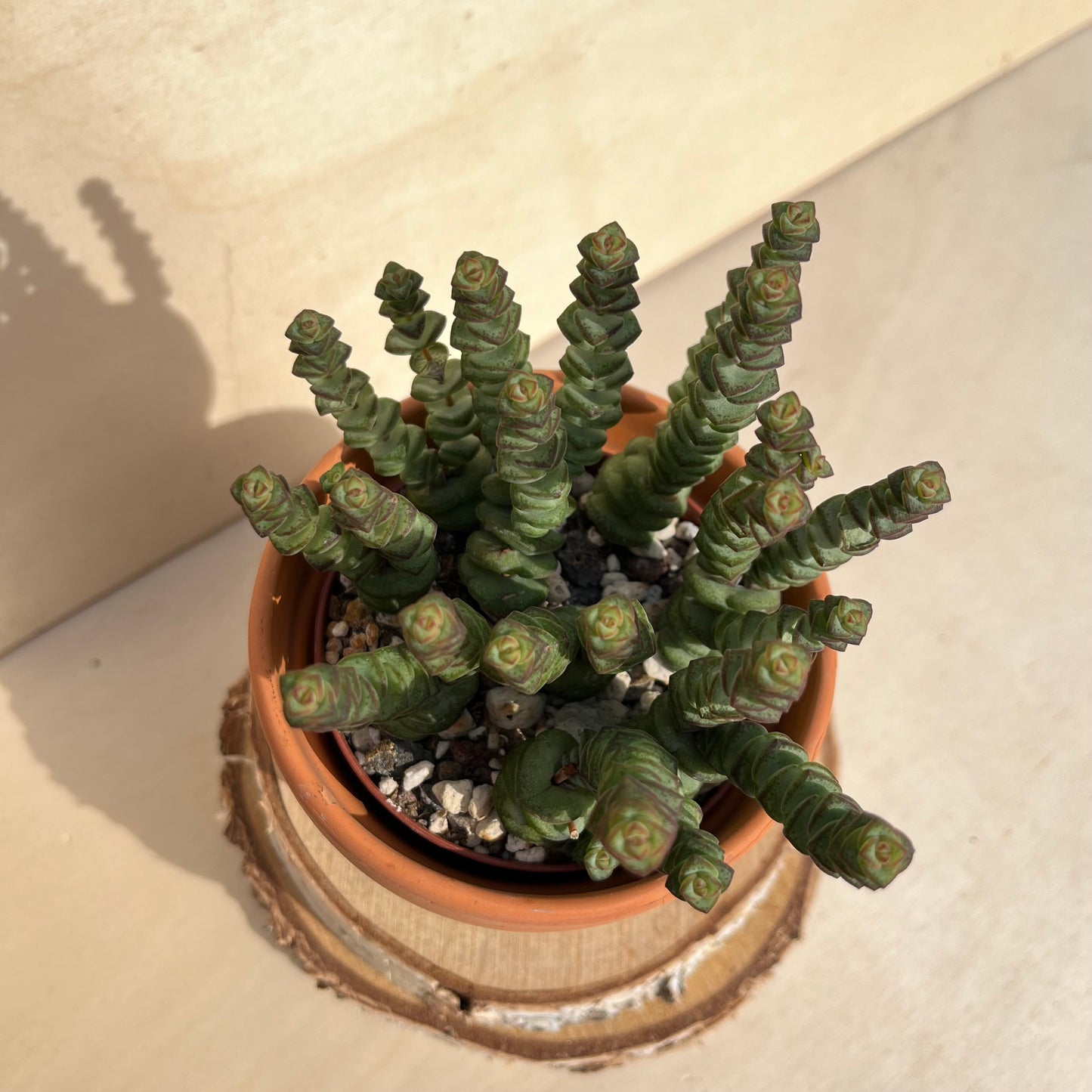 Crassula marnieriana - Felsendickblatt Einzelstück