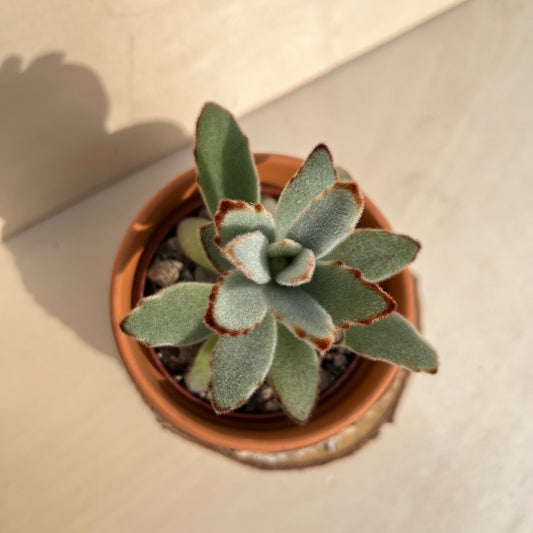 Kalanchoe tomentosa Einzelstück