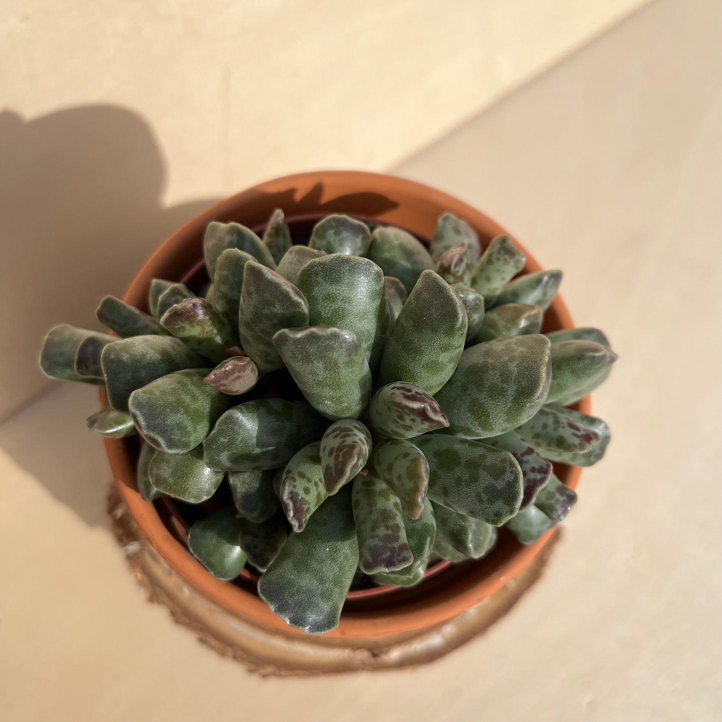 Adromischus cooperi Einzelstück