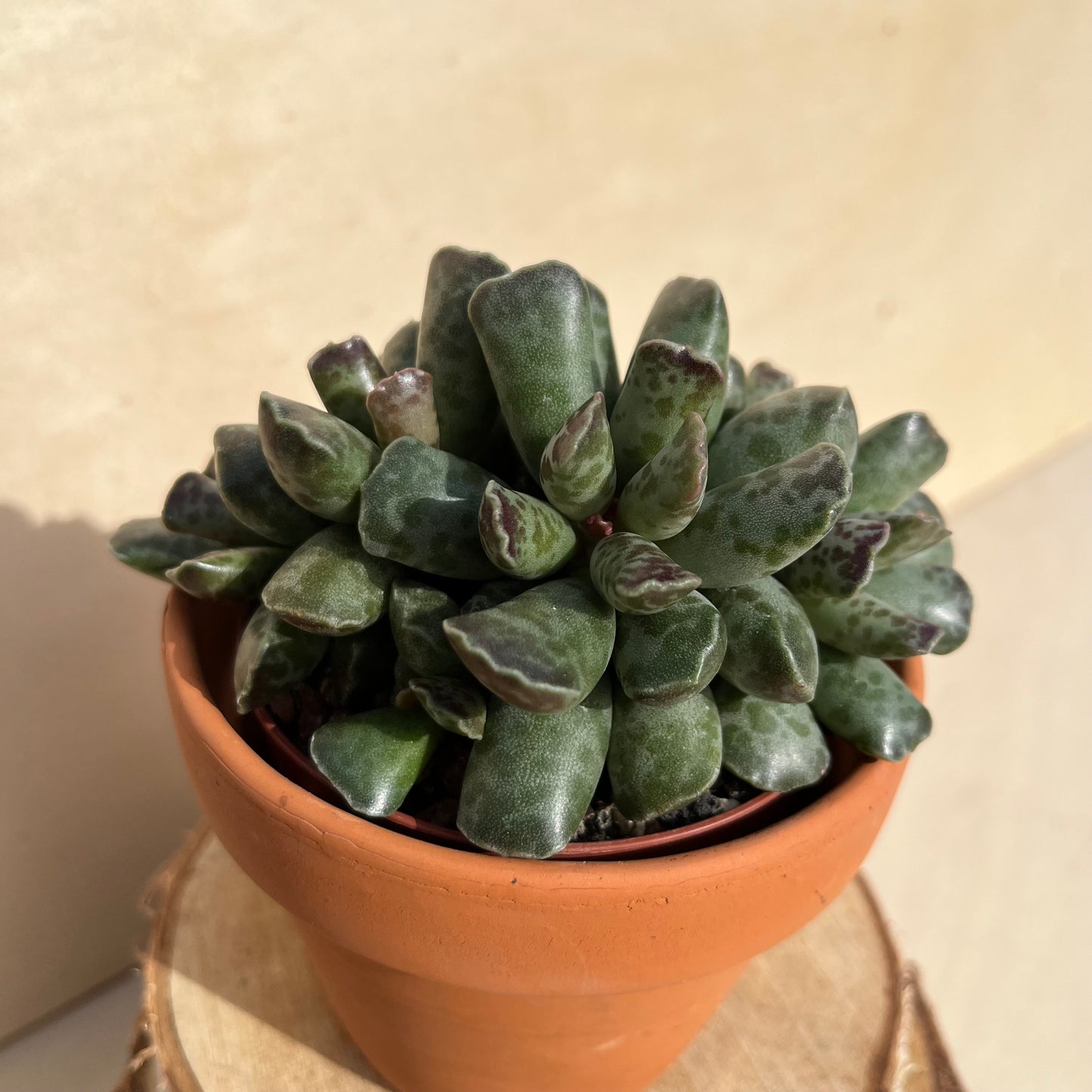 Adromischus cooperi Einzelstück