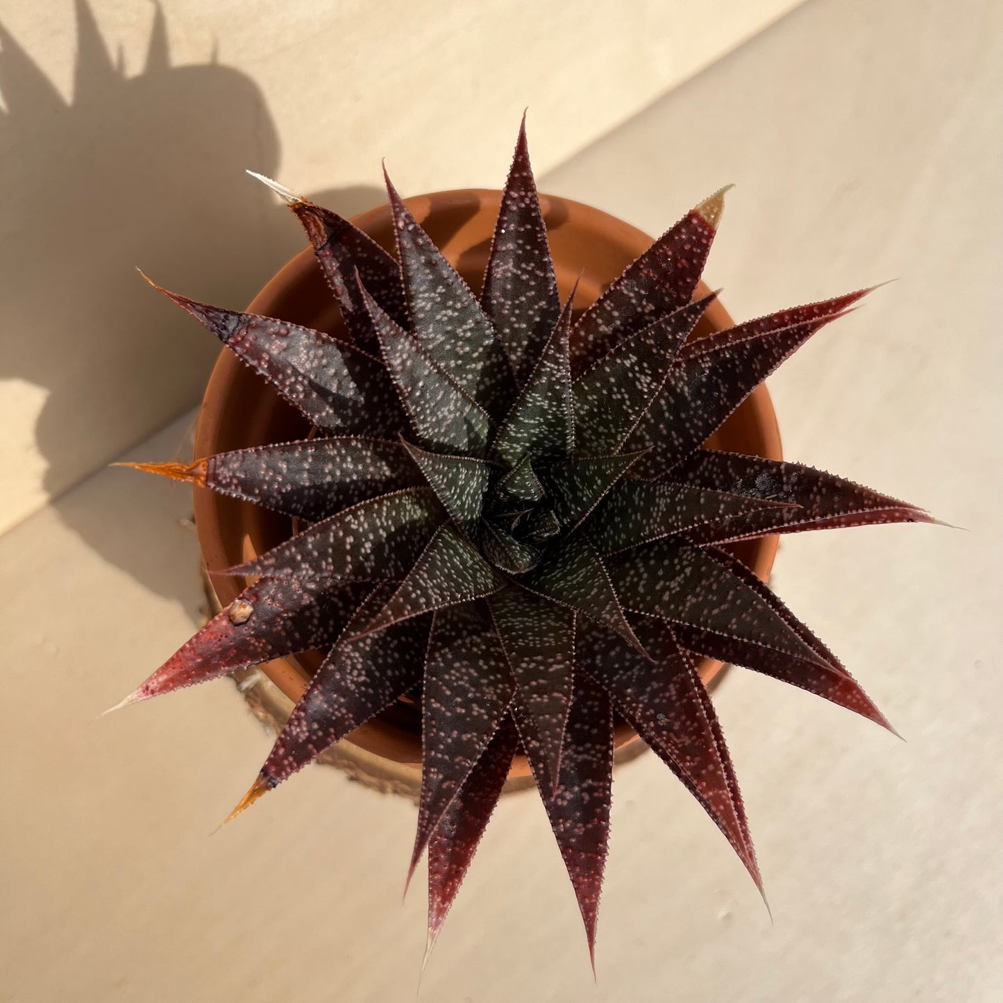 Gasteria Einzelstück