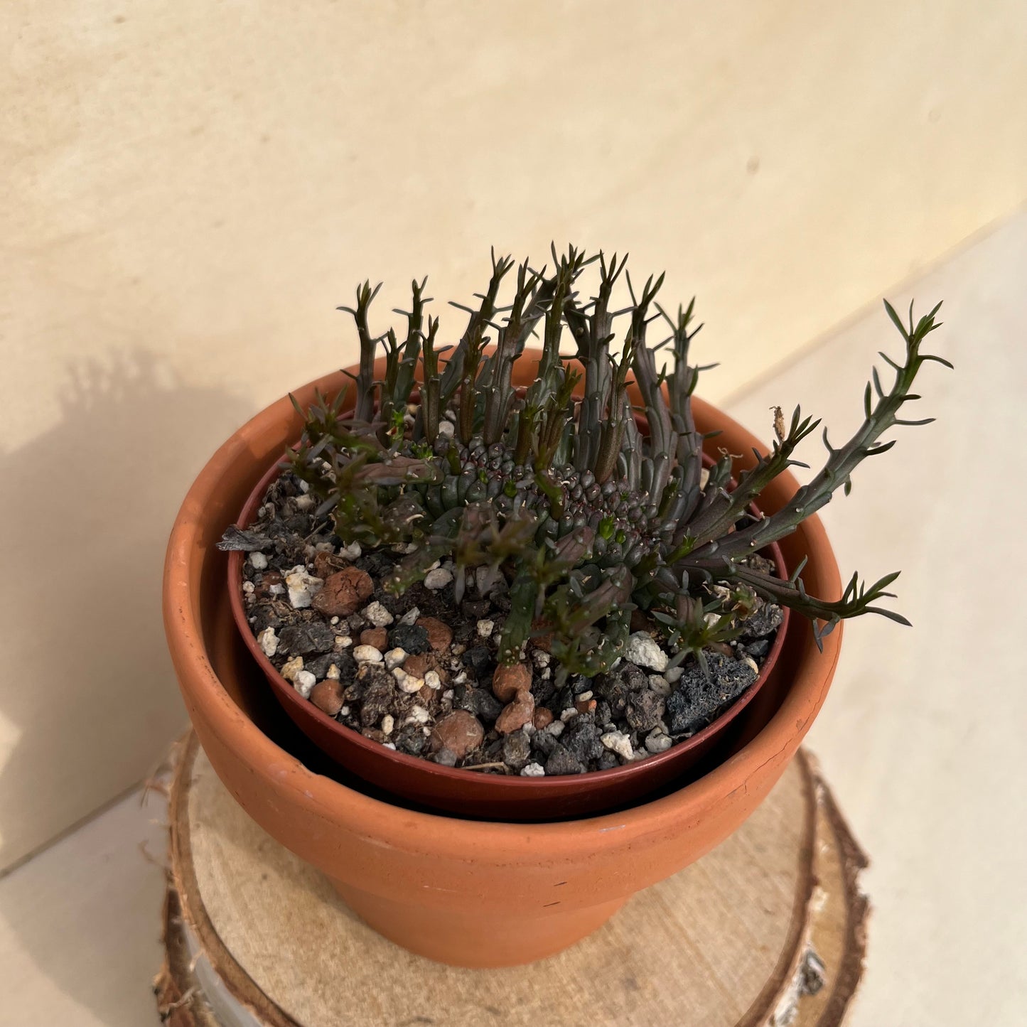 Euphorbia flanaganii cristata Einzelstück