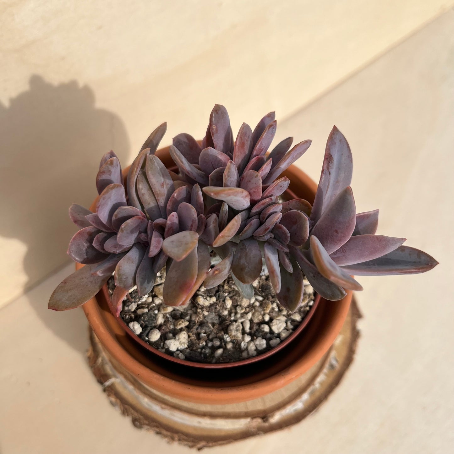 Graptoveria Fred Ives cristata Einzelstück
