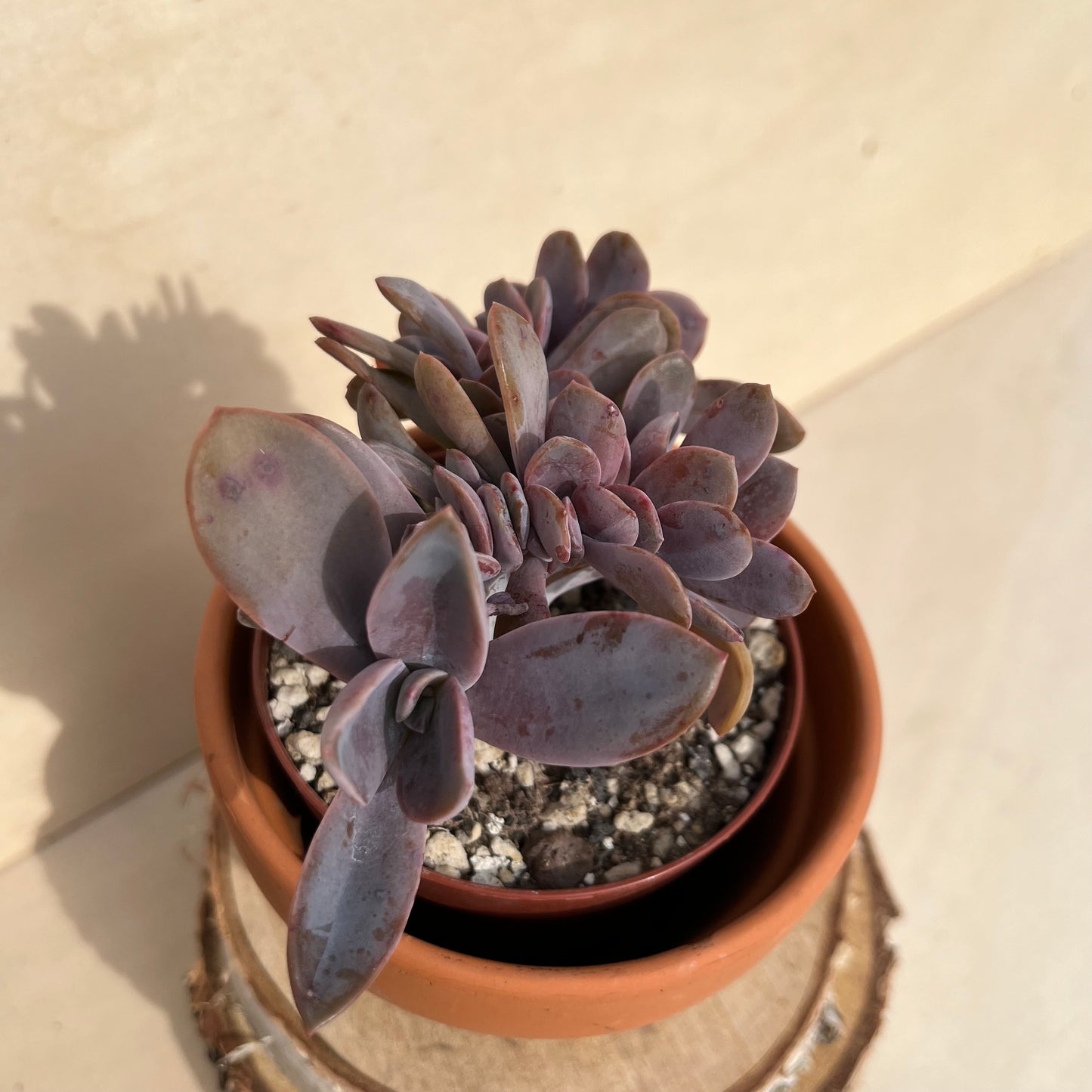 Graptoveria Fred Ives cristata Einzelstück