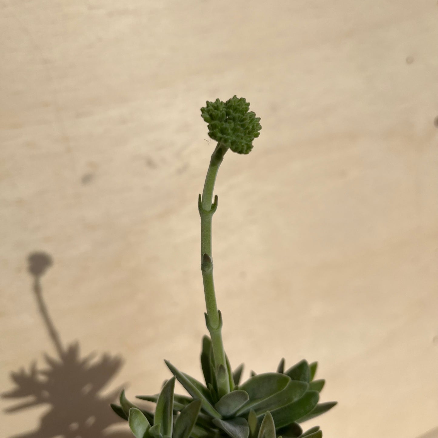 Crassula perfoliata Einzelstück