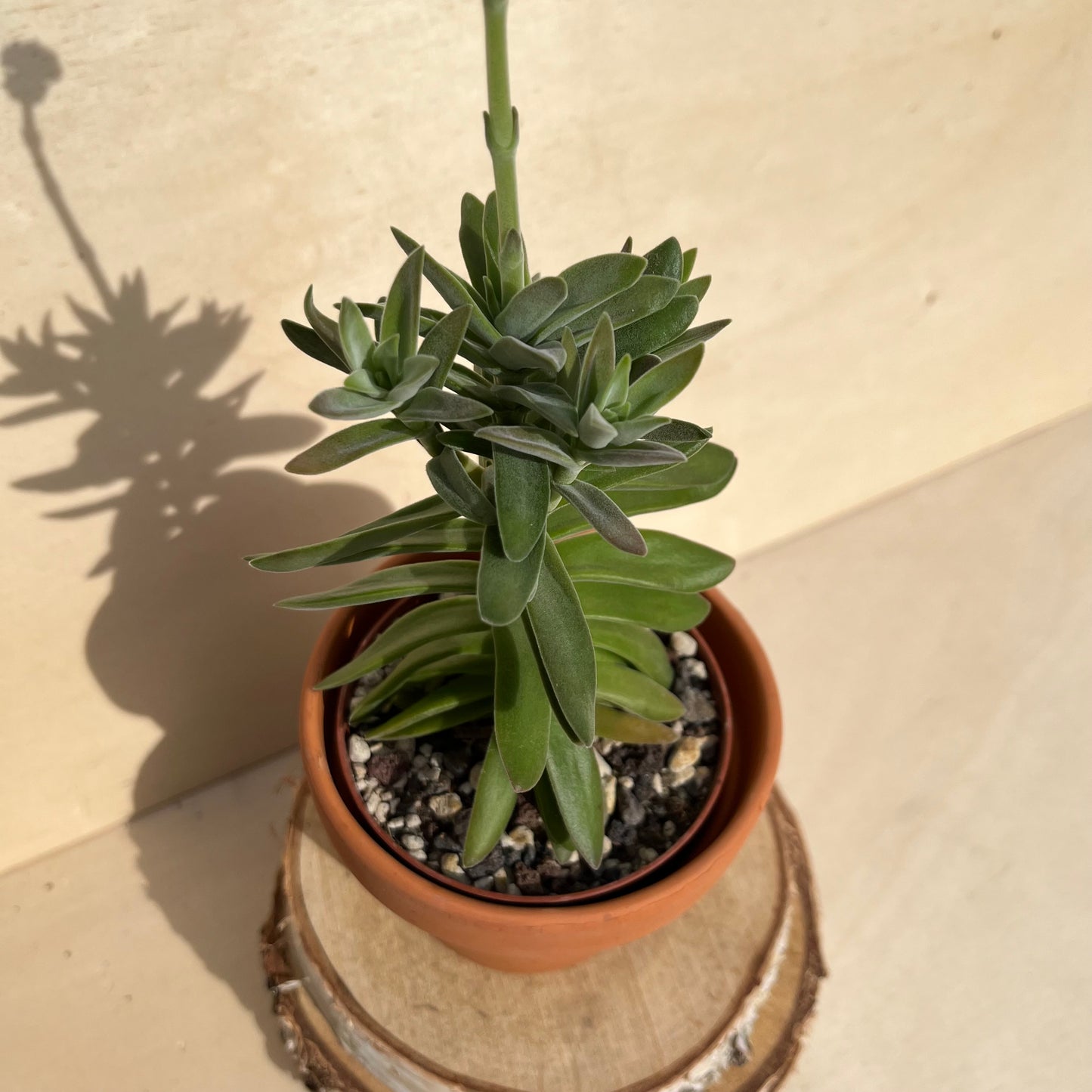 Crassula perfoliata Einzelstück