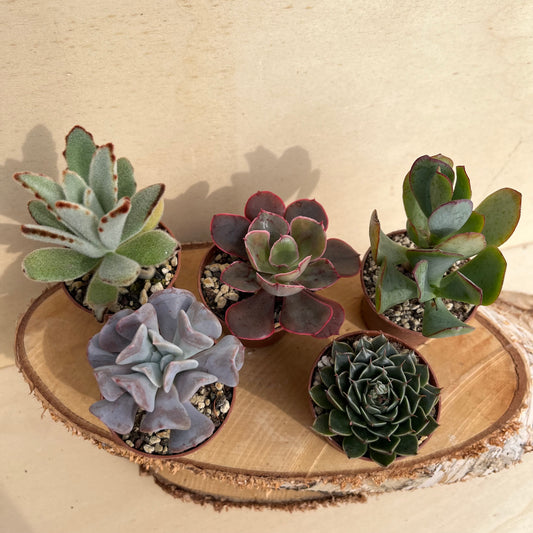 Überraschungsmix Sukkulenten