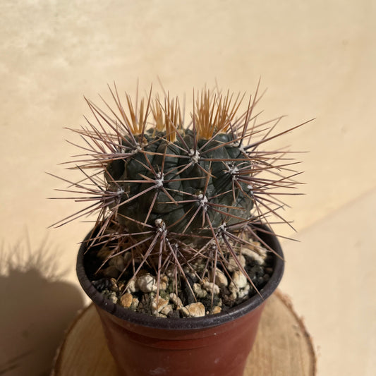 Gymnocalycium gibbosum 8,5cm Topf
