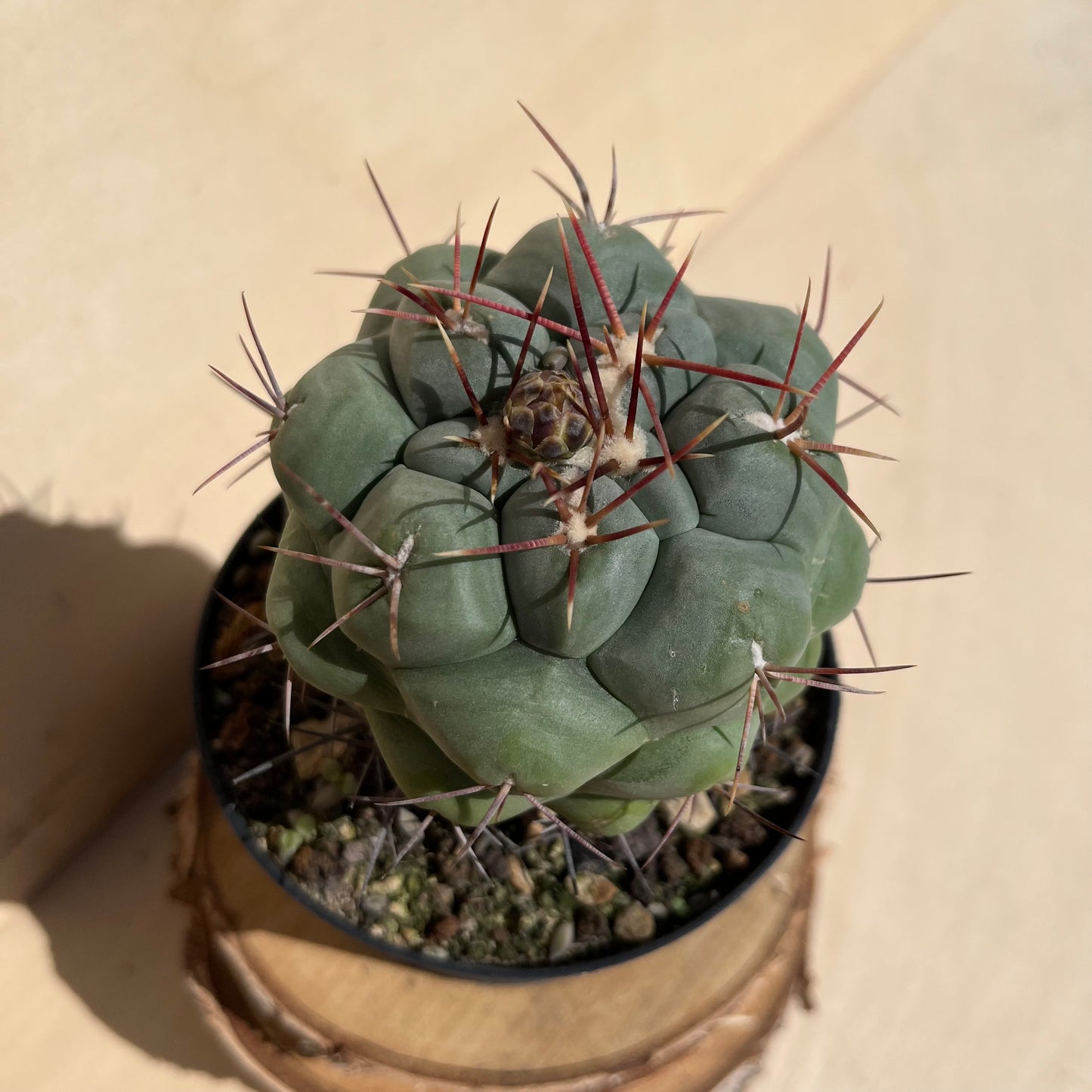 Thelocactus hexaedrophorus 11cm Topf