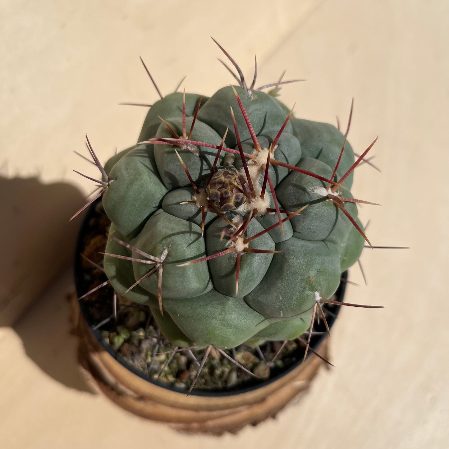Thelocactus hexaedrophorus 11cm Topf