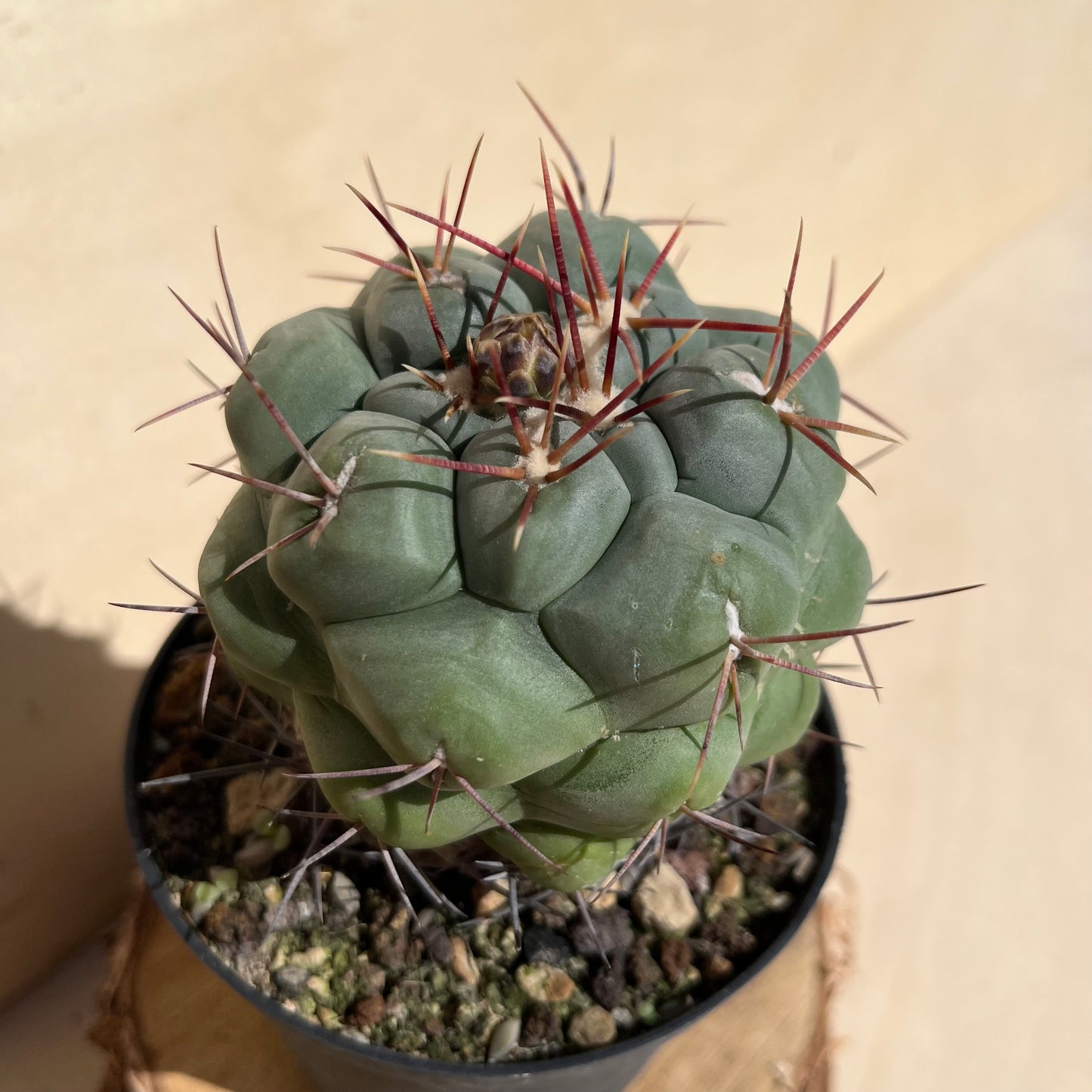 Thelocactus hexaedrophorus 11cm Topf