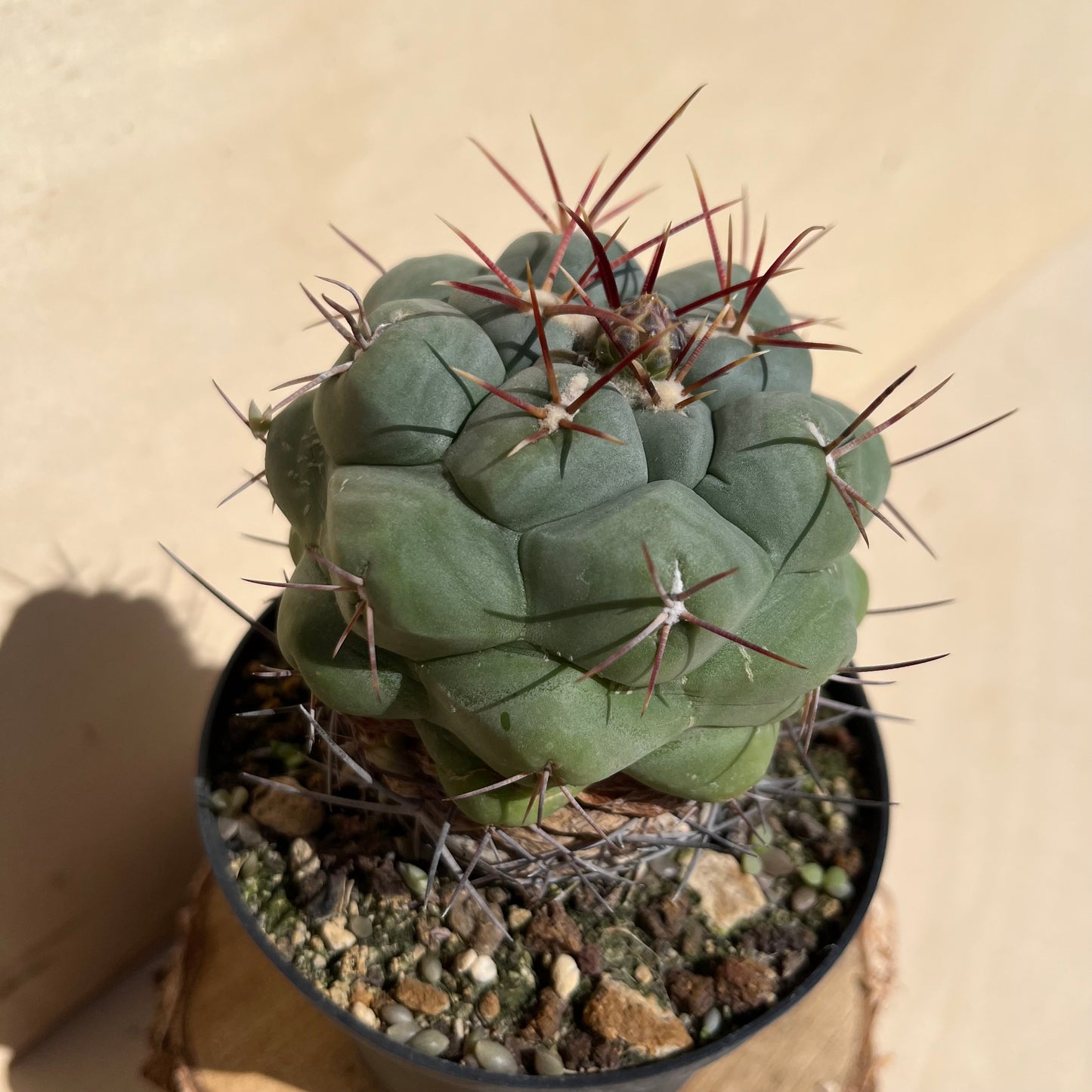 Thelocactus hexaedrophorus 11cm Topf