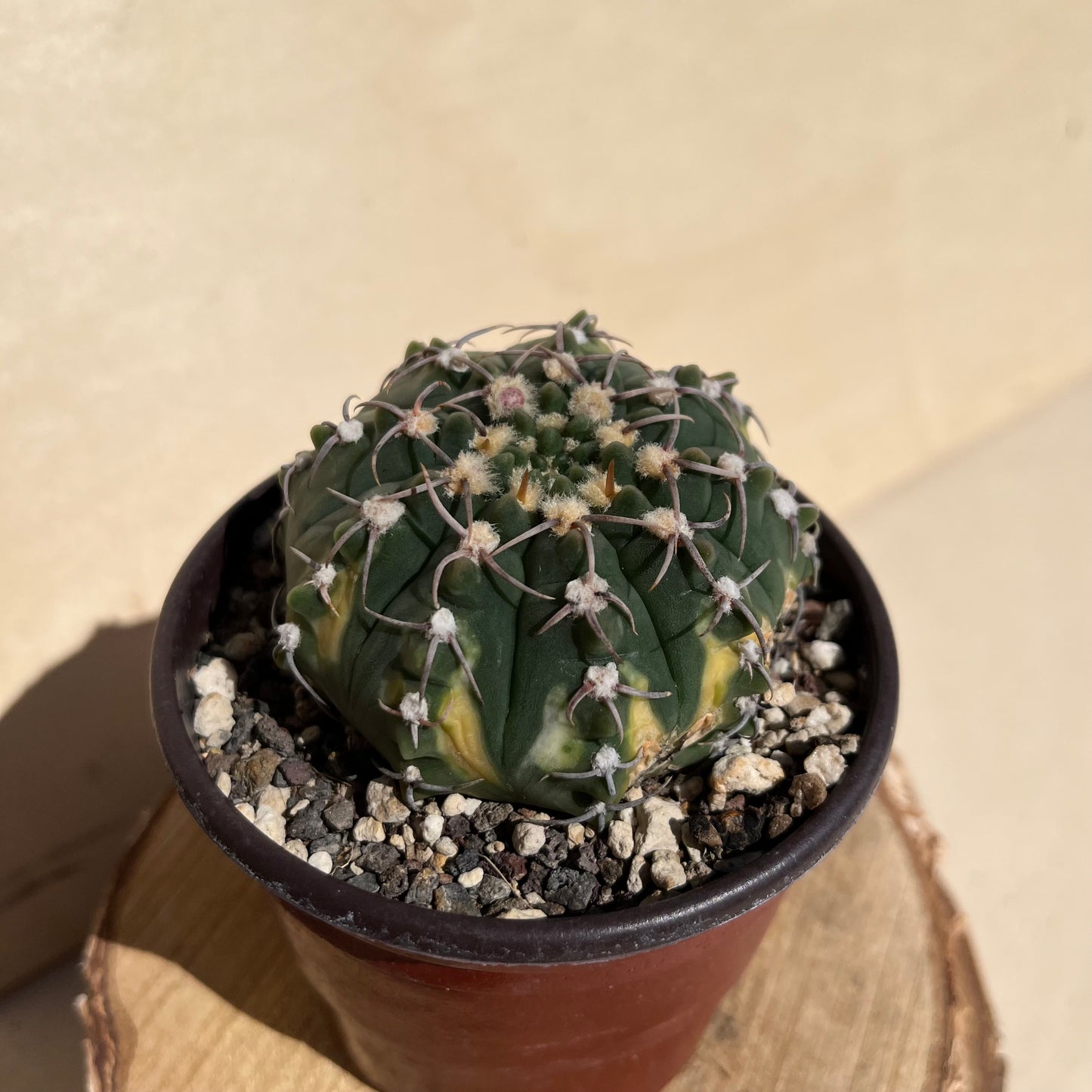 Gymnocalycium asterium 8,5cm Topf