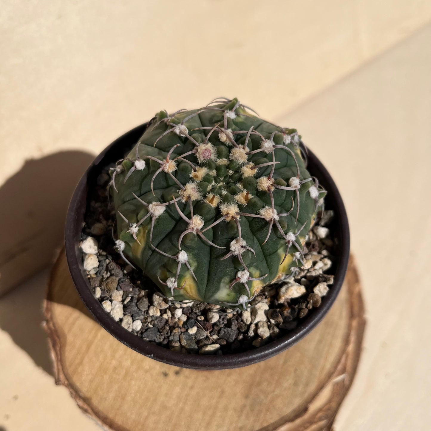 Gymnocalycium asterium 8,5cm Topf
