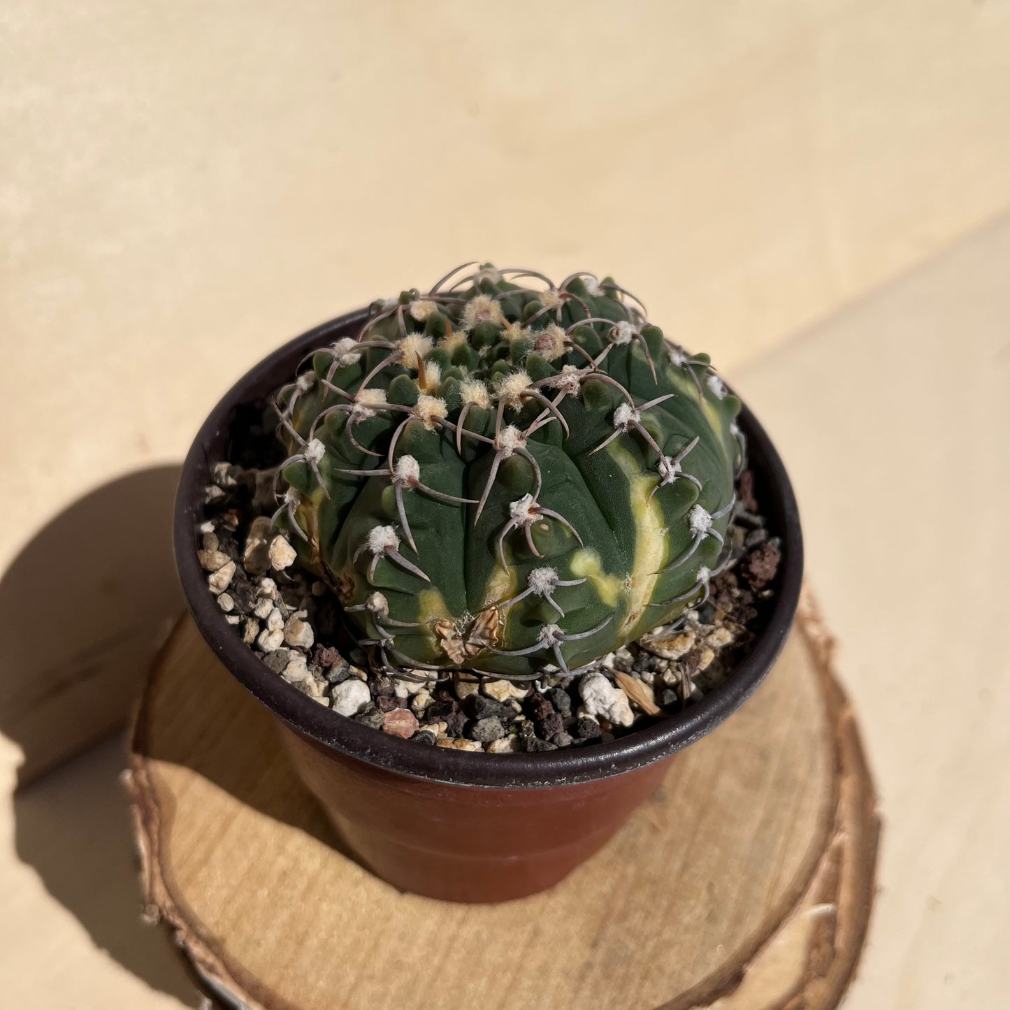 Gymnocalycium asterium 8,5cm Topf