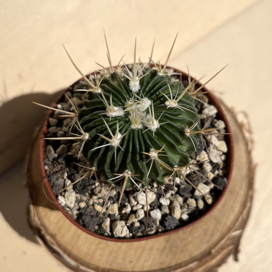 Echinofossulocactus hastatus 9cm Topf