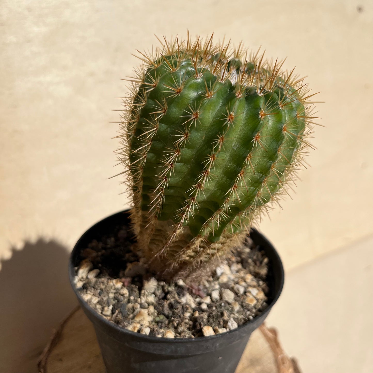 Notocactus ??? 11cm Topf