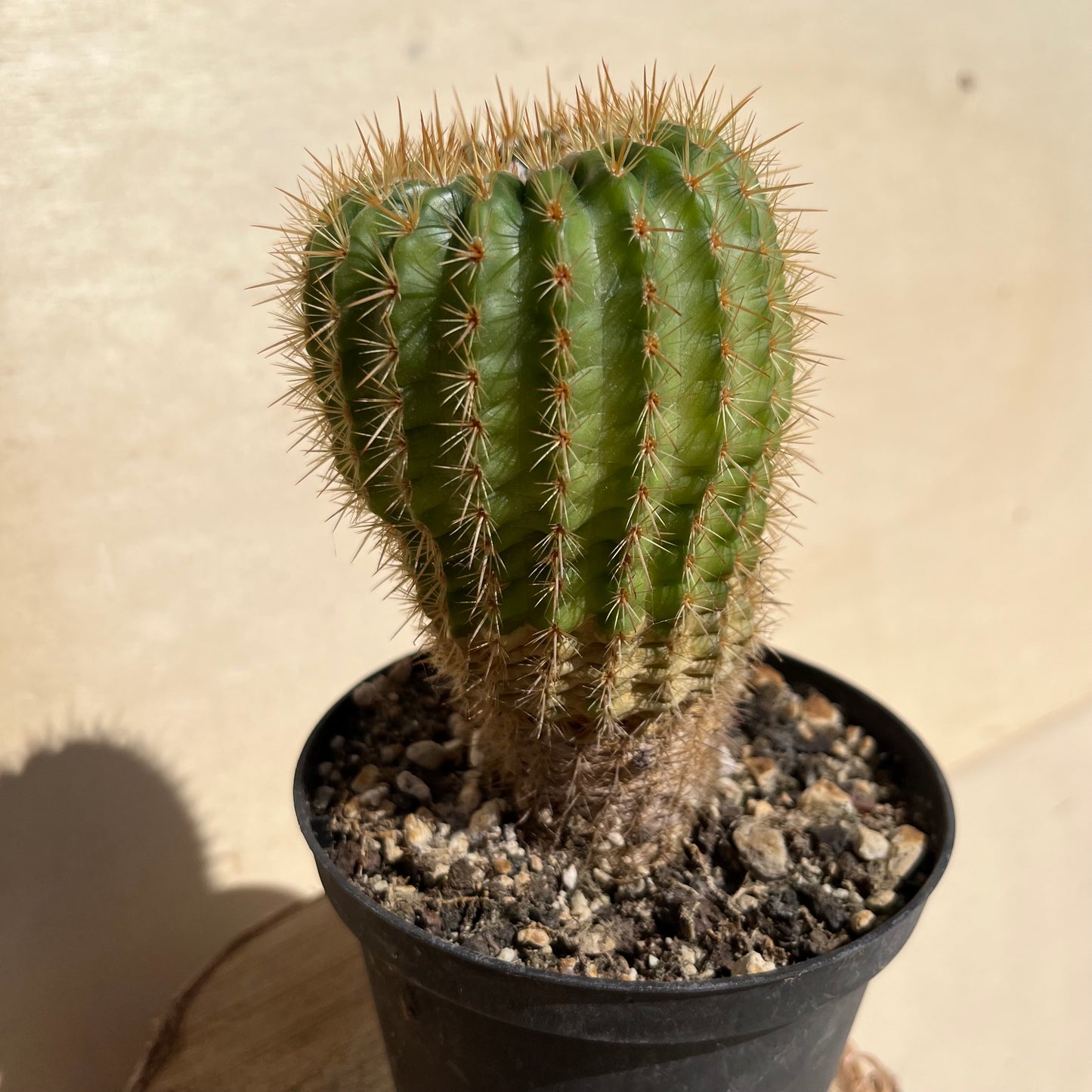 Notocactus ??? 11cm Topf