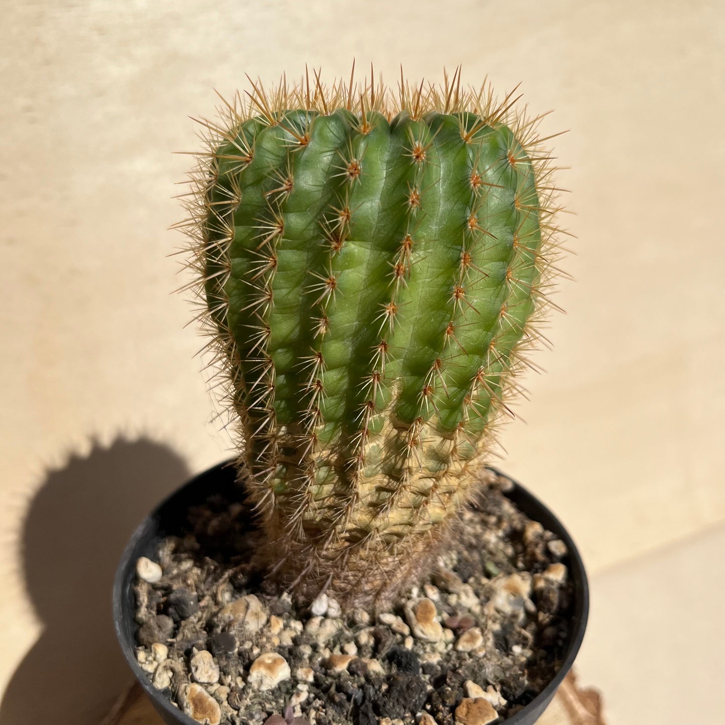 Notocactus ??? 11cm Topf