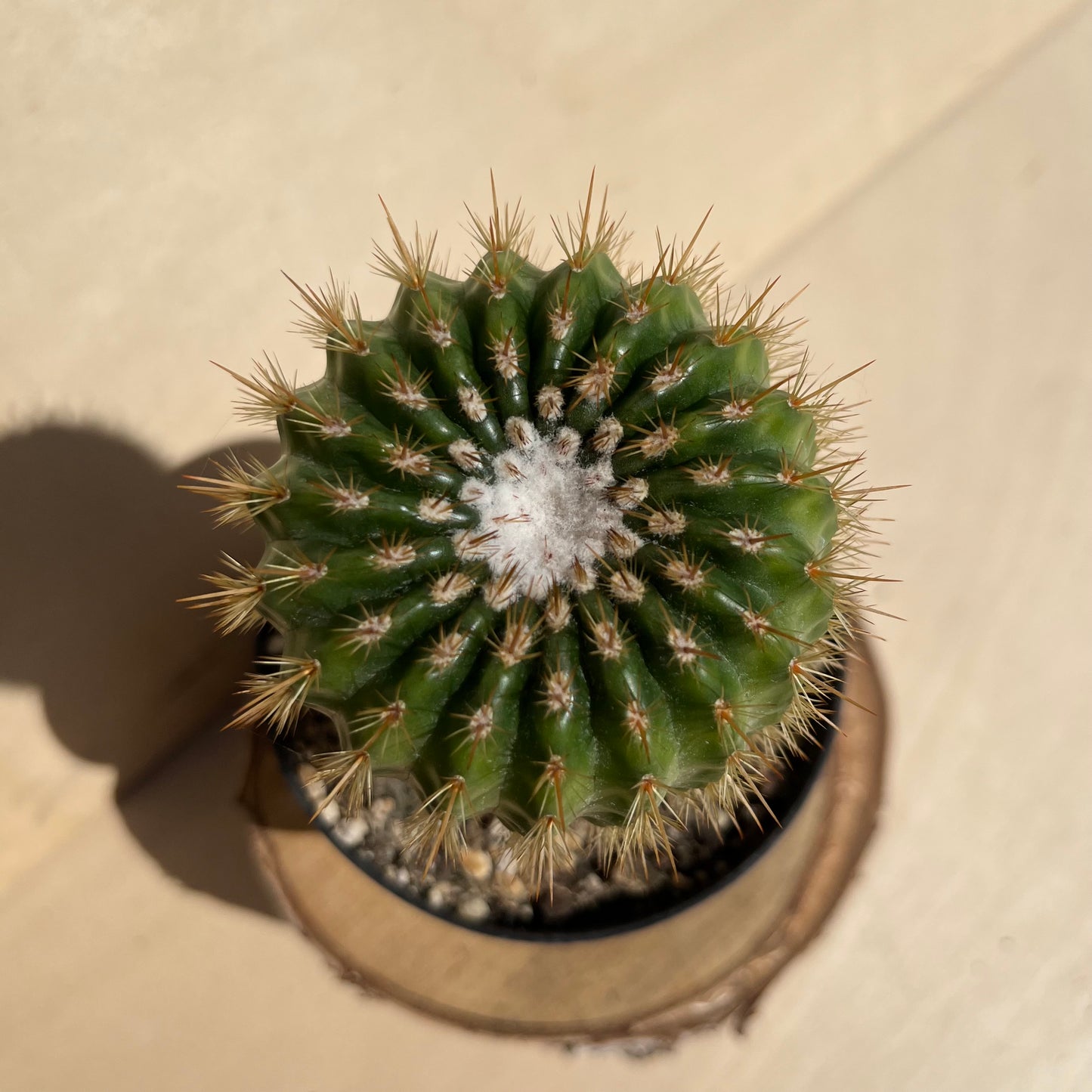 Notocactus ??? 11cm Topf