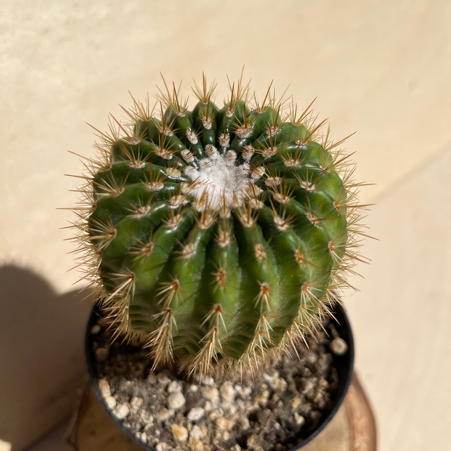Notocactus ??? 11cm Topf