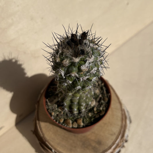 Copiapoa 9cm Topf