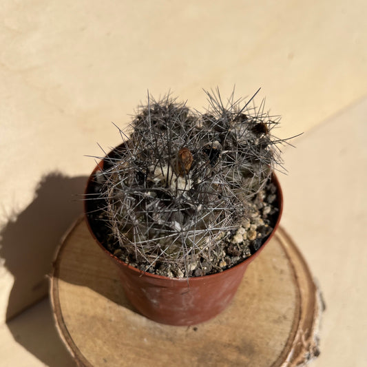 Copiapoa 9cm Topf