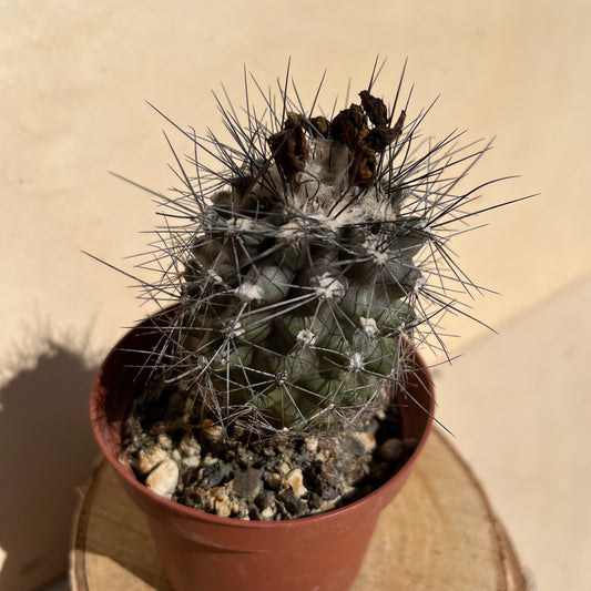 Copiapoa im 9cm Topf