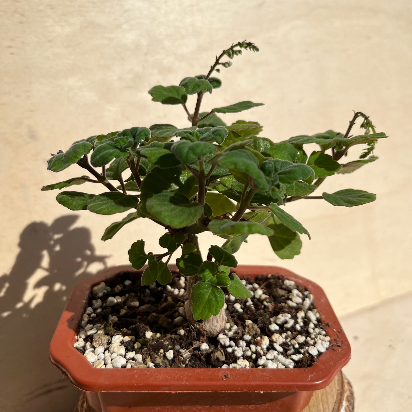 Plectranthus ernstii / Bonsai Minze Einzelstück A