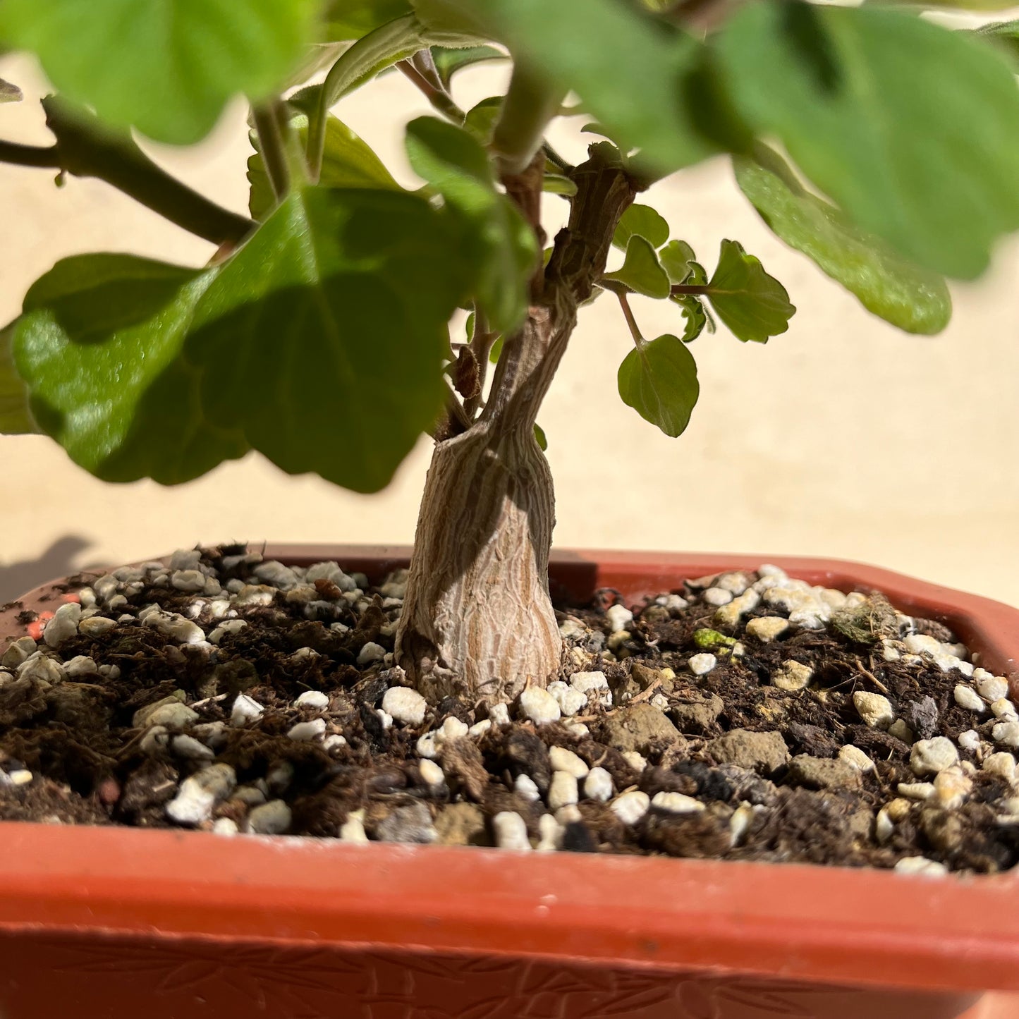Plectranthus ernstii / Bonsai Minze Einzelstück A