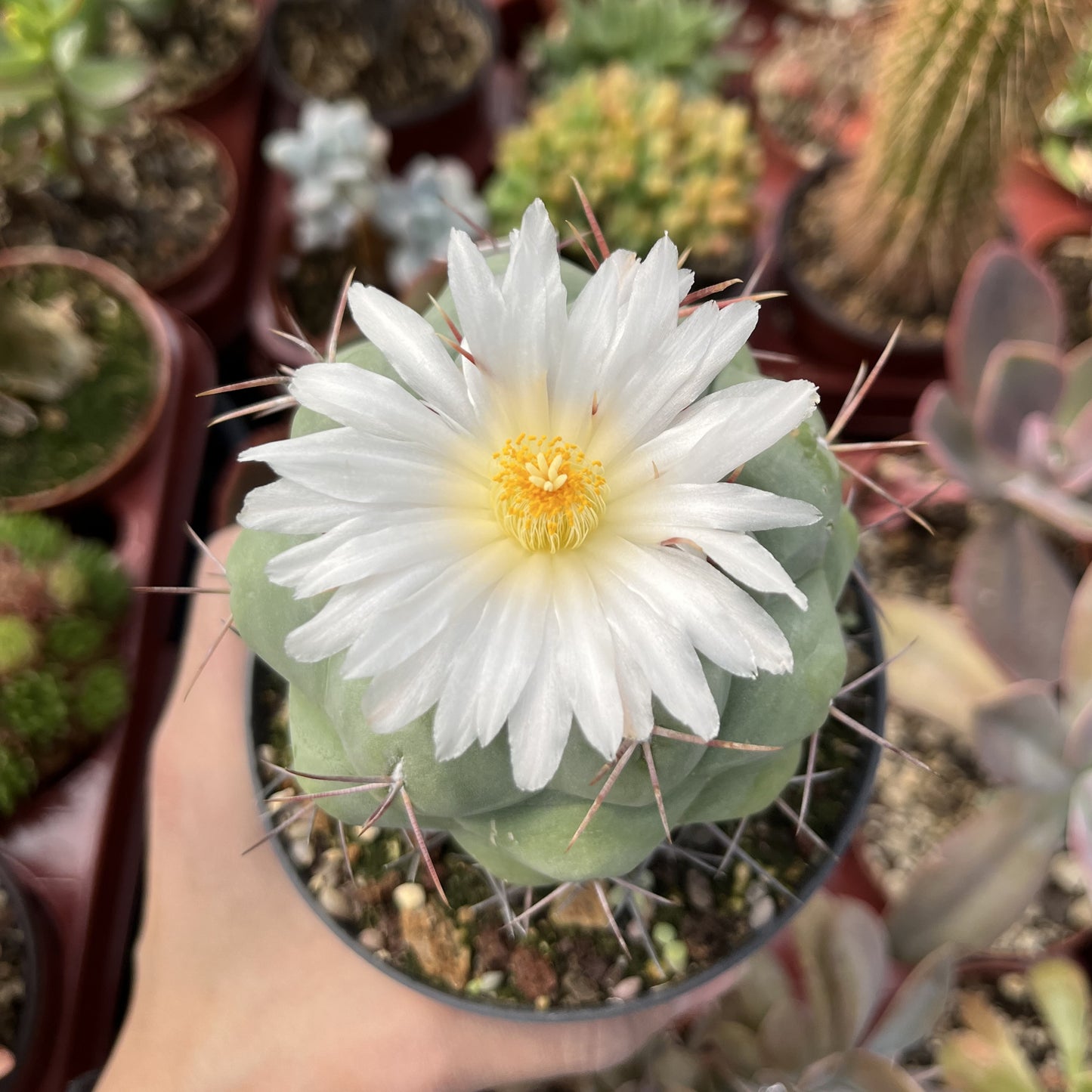 Thelocactus hexaedrophorus 11cm Topf