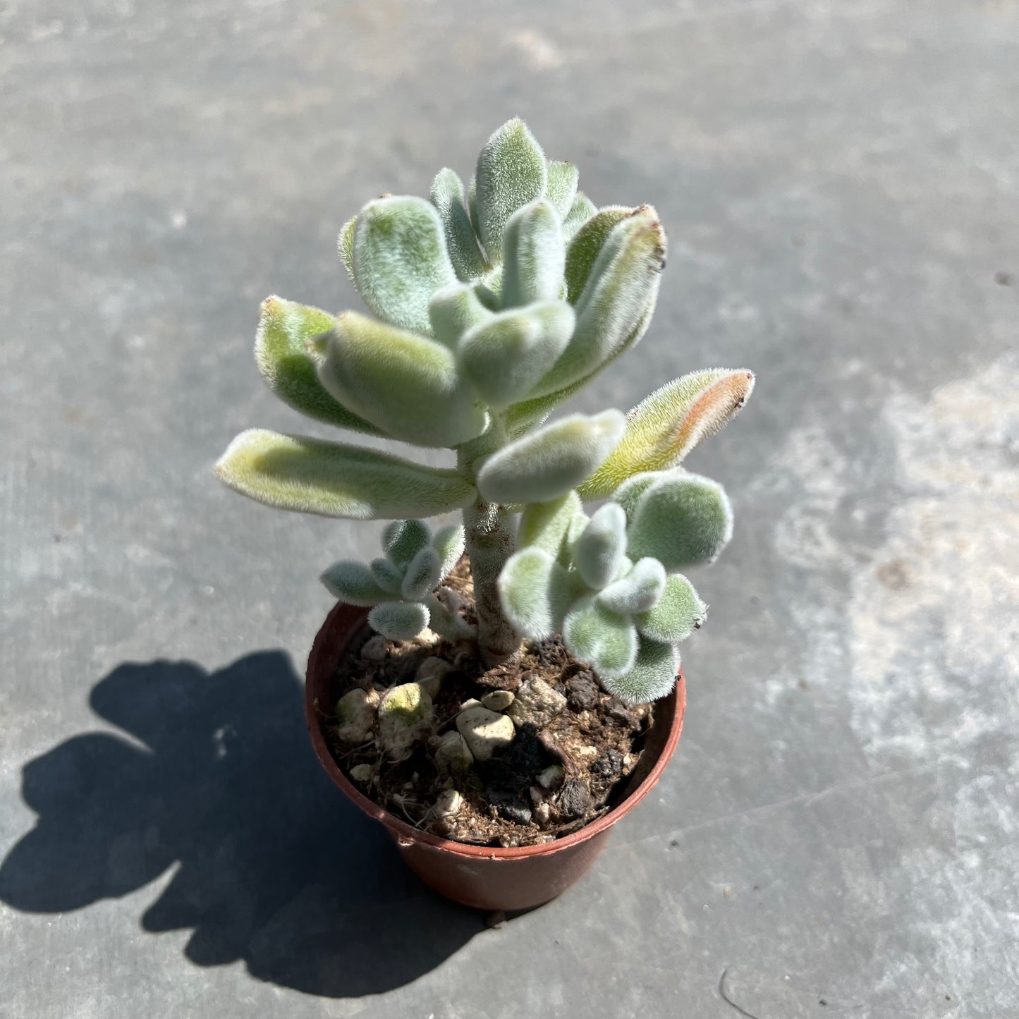 Echeveria pulvinata 'Frosty' Mini