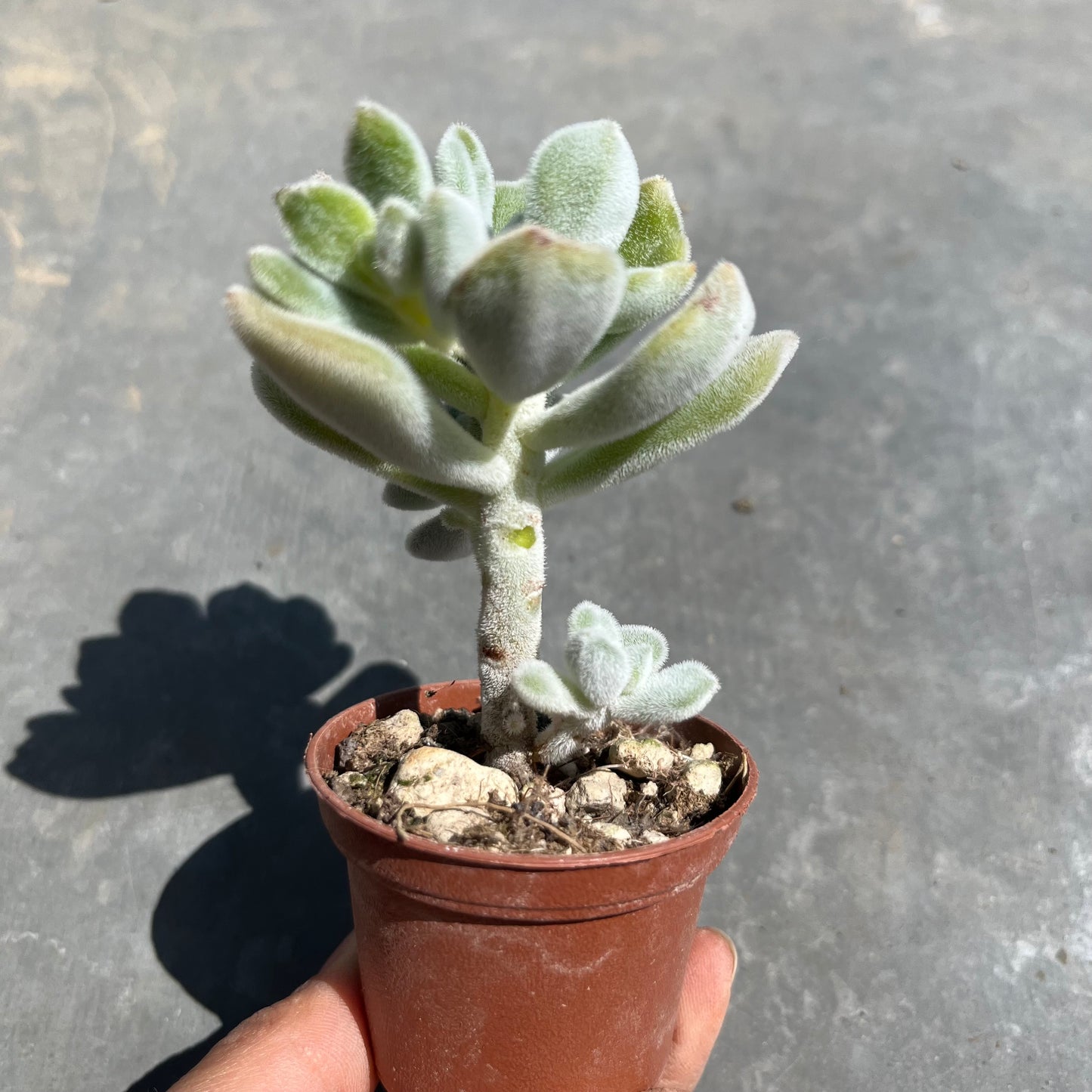 Echeveria pulvinata 'Frosty' Mini